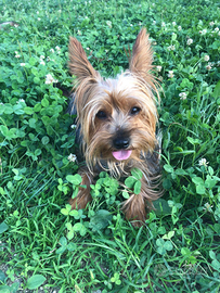 Yorkshire Terrier maschio per accoppiamento