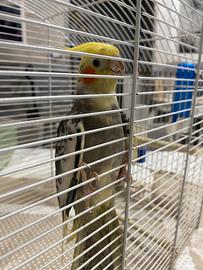 Animali