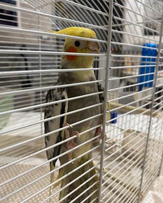 Animali