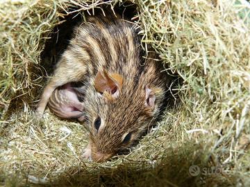 Topo zebrato africano (criceto zebrato)