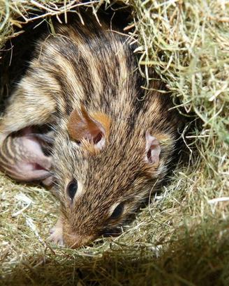 Topo zebrato africano (criceto zebrato)