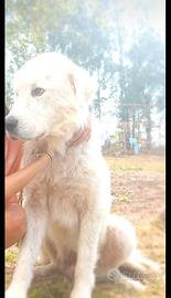 Cuccioli cani maremmano con pedegree