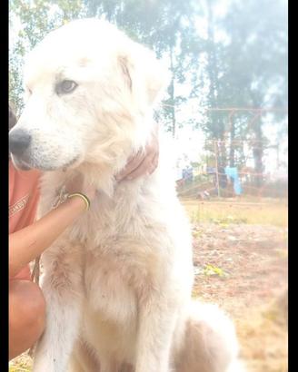 Cuccioli cani maremmano con pedegree