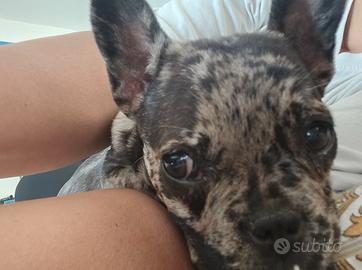 Bulldog francese
