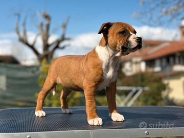 Staffordshire bull terrier cuccioli