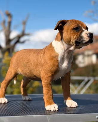 Staffordshire bull terrier cuccioli