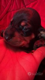 Cuccioli bassotti nani