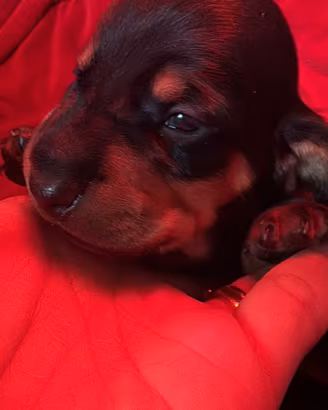 Cuccioli bassotti nani
