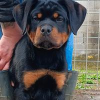 Rottweiler