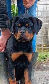 Rottweiler