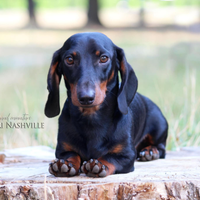 Bassotto nano per accoppiamento