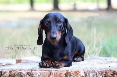 Bassotto nano per accoppiamento