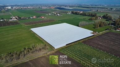 Latina (LT) - Terreno con 3 ha con kiwi | TR388