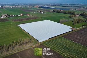 Latina (LT) - Terreno con 3 ha con kiwi | TR388