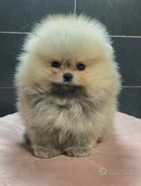Pomerania Spitz Toy nano