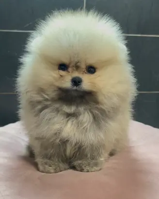 Pomerania Spitz Toy nano