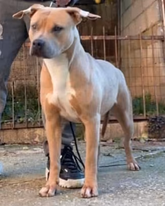 Animali