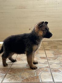 Cuccioli Pastore Tedesco
