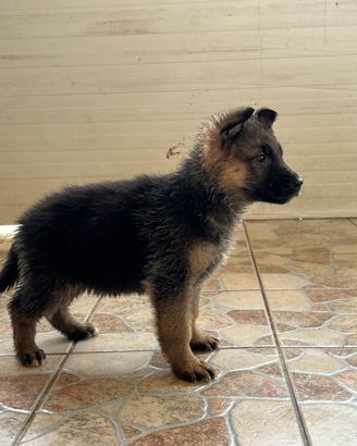 Cuccioli Pastore Tedesco