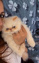 Gattino Persiano Red point 3 mesi