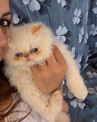 Gattino Persiano Red point 3 mesi