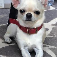 Chihuahua per monta