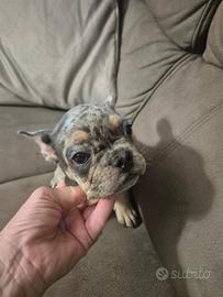 Bouledogue francese esotico