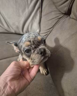 Bouledogue francese esotico