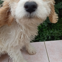 Cuccioli cane Lagotto