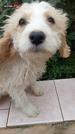 Cuccioli cane Lagotto