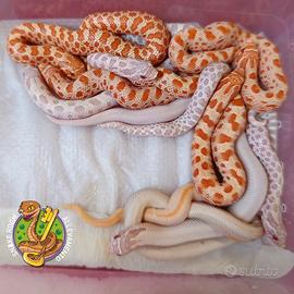 Heterodon nasicus baby 2026