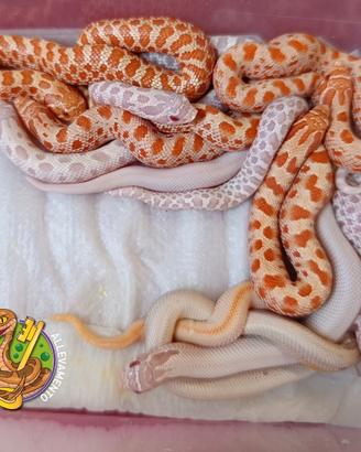 Heterodon nasicus baby 2026