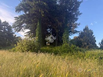 TER. AGRICOLO A ARTENA