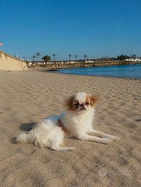 Japanese Chin vuole compagna per accoppiarsi