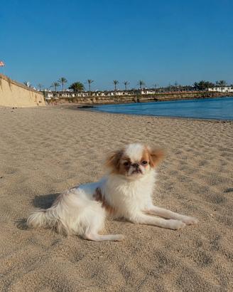 Japanese Chin vuole compagna per accoppiarsi
