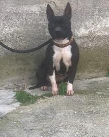 Staffordshire bull terrier