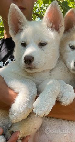 Husky siberian con pedigree
 in vendita a Matera