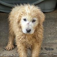 Cucciola triste destinata a stare in un canile