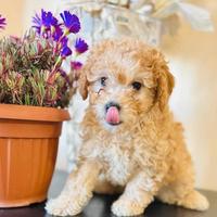 Barboncino maschio disponibile