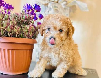 Barboncino maschio disponibile