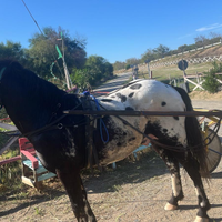 Cavallo appaloosa