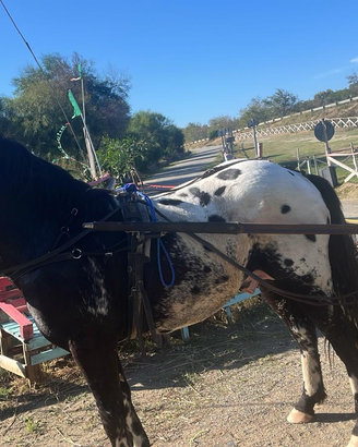 Cavallo appaloosa