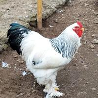 Gallo Brahma Bianco Columbia gigante