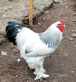 Gallo Brahma Bianco Columbia gigante