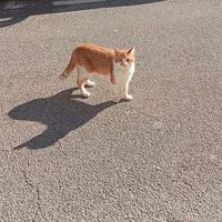 Gatto di 7 mesi castrato