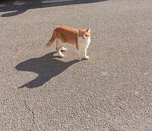 Gatto di 7 mesi castrato