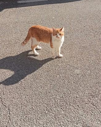 Gatto di 7 mesi castrato