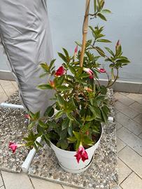 Varie piante da giardino