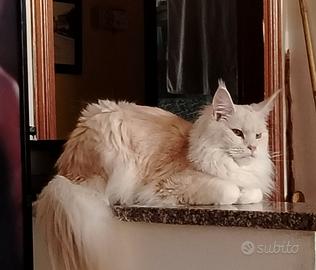 Maine coon