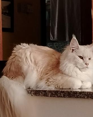 Maine coon
